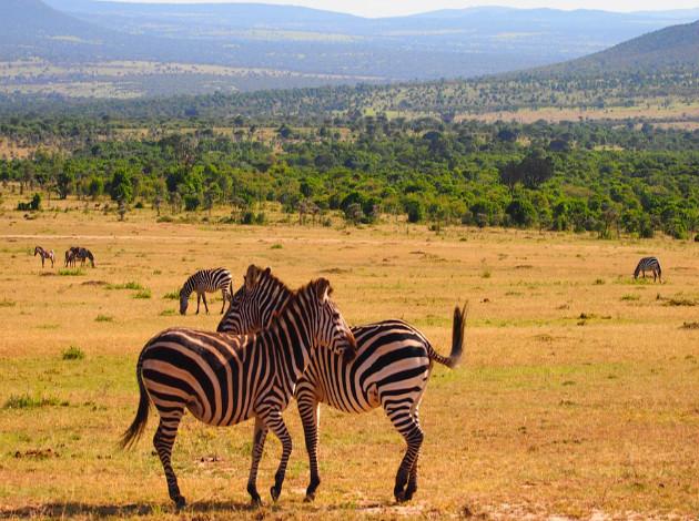 Kenya for Safari adventure