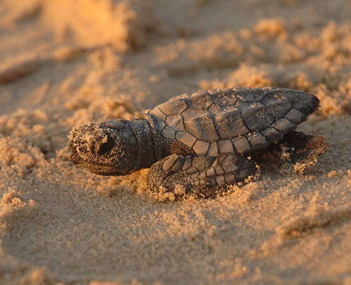 media_gallery-2020-02-20-6-turtle_sea_kemps_ridley_reptile_baby_new_hatchling_8cdc3dcaf33a592d1e288aa90b9a7098.jpg