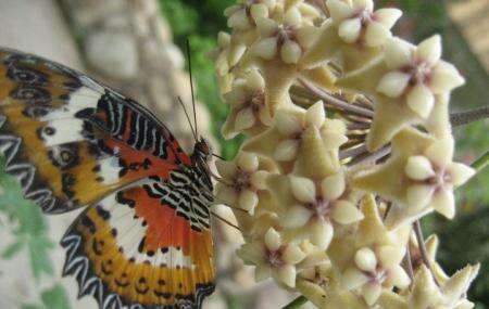 Cameron Highlands Butterfly Garden Image